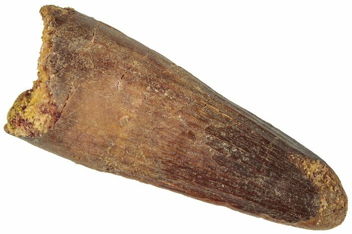 Fossil Spinosaurus Tooth - Real Dinosaur Tooth #311765